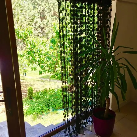Forest Studio *